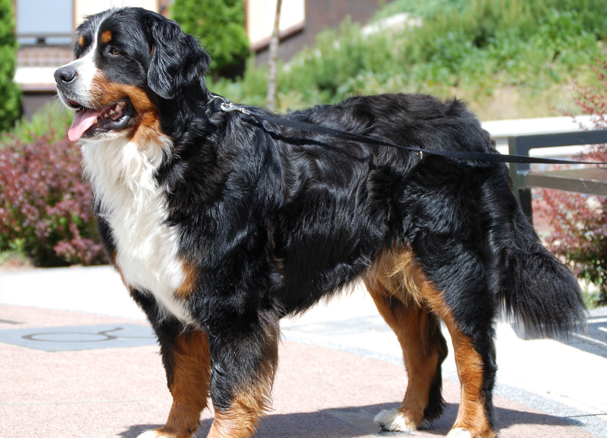 Bernese Mountain Dog